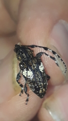 Aegomorphus quadrigibbus