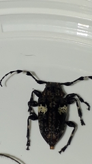 Aegomorphus quadrigibbus