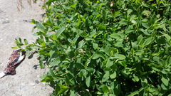Polygonum aviculare depressum