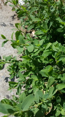 Polygonum aviculare depressum