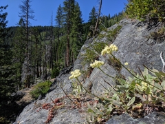Eriogonum compositum compositum