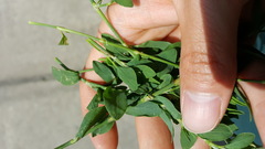 Polygonum aviculare depressum