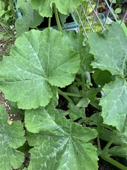 Cucumis sativus
