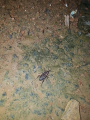 Metamasius hemipterus