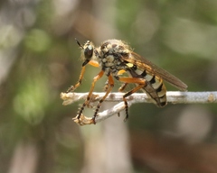 Callinicus pictitarsis