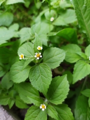 Galinsoga quadriradiata