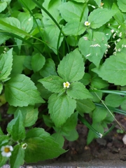 Galinsoga quadriradiata