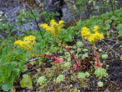 Sedum spathulifolium