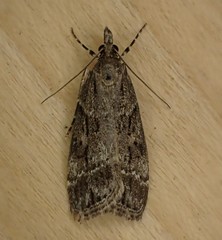 Eudonia rectilinea