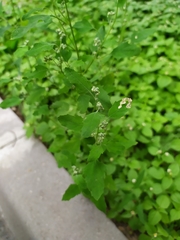 Chenopodium album