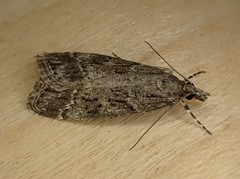 Eudonia rectilinea