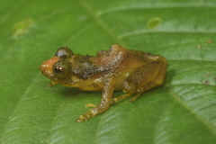 Pristimantis dorsopictus
