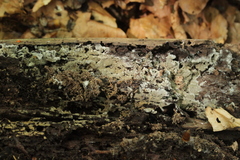 Botryobasidium conspersum