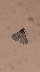 Herminiinae