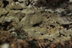 Botryobasidium conspersum