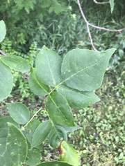 Fraxinus pennsylvanica