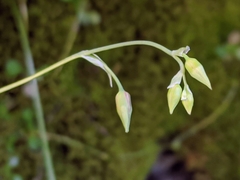 Anticlea occidentalis
