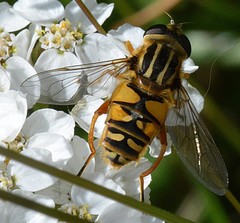 Helophilus intentus