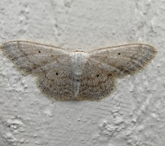 Scopula incanata