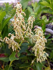 Leucothoe davisiae
