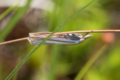 Crambus laqueatellus