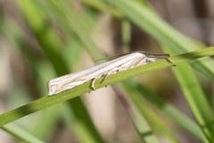 Crambus laqueatellus