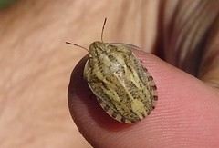 Eurygaster austriaca