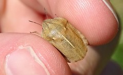 Eurygaster austriaca