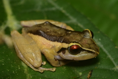 Pristimantis factiosus