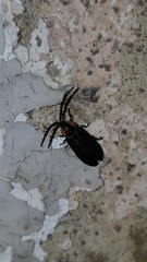 Lucidota atra