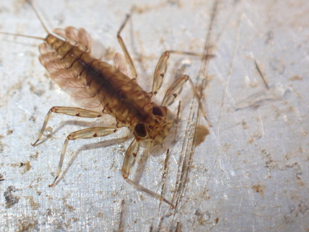 Epeorus longimanus