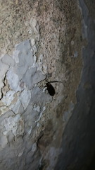 Lucidota atra