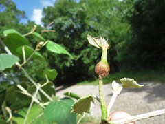 Neolasioptera vitinea