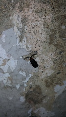 Lucidota atra