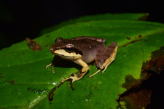Pristimantis thectopternus