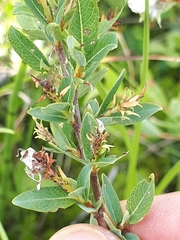 Salix myrtilloides