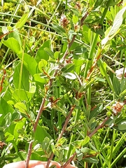 Salix myrtilloides
