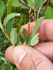 Salix myrtilloides