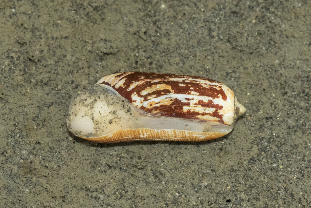 Tornatinidae
