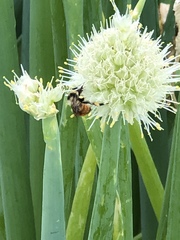 Bombus centralis