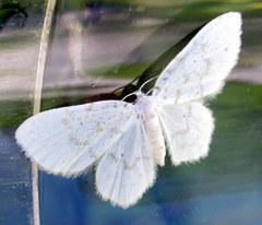 Protitame virginalis