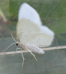 Protitame virginalis