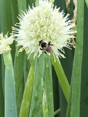 Bombus centralis