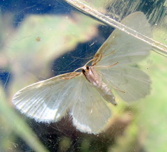 Protitame virginalis