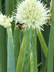 Bombus centralis
