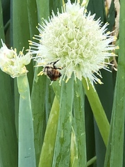 Bombus centralis