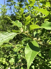 Ilex laevigata