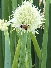 Bombus centralis