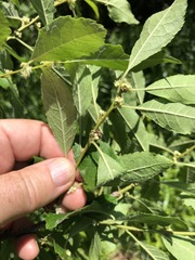 Ilex laevigata