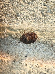 Stethaulax marmorata